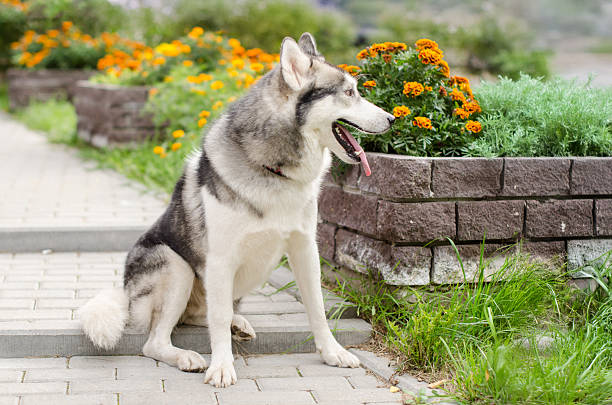 istock Husky sitting calmly in garden with orange flowers 2209322896