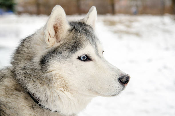 istock Siberian husky profile in snowy landscape 2209322905