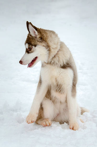 istock Husky pup on snowy terrain with serene expression 2209322937
