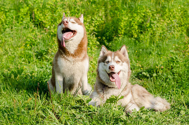 istock Happy huskies relaxing on green meadow under sunlight 2209322963
