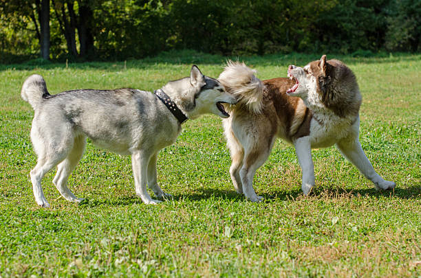 istock Huskies frolicking on sunny green lawn 2209322964