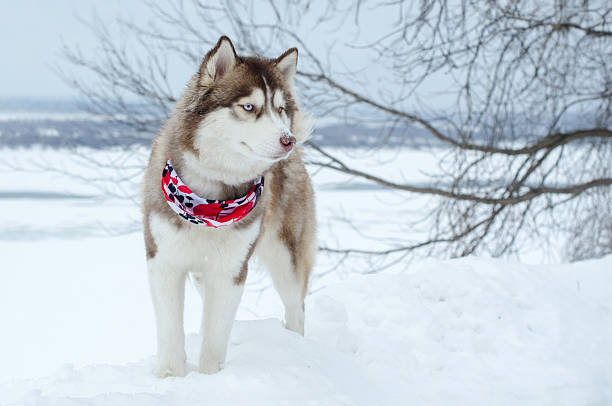 istock Husky in snowy landscape with red bandana 2209322967