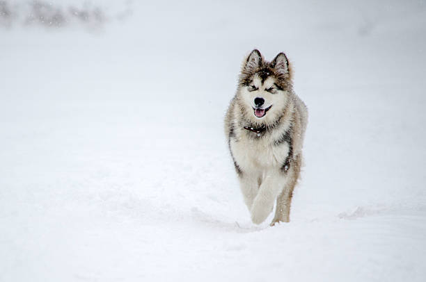 istock Husky running through snowy landscape 2209322968
