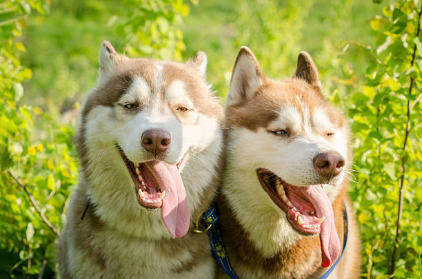 istock Two siberian huskies enjoying sunny day outdoors 2209322971