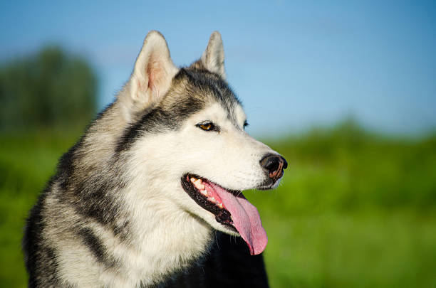 Close-up of husky with tongue out, basking in sunlight. Lush green field and blue sky create vibrant backdrop, highlighting dogs joyful expression. Profile view captures serenity