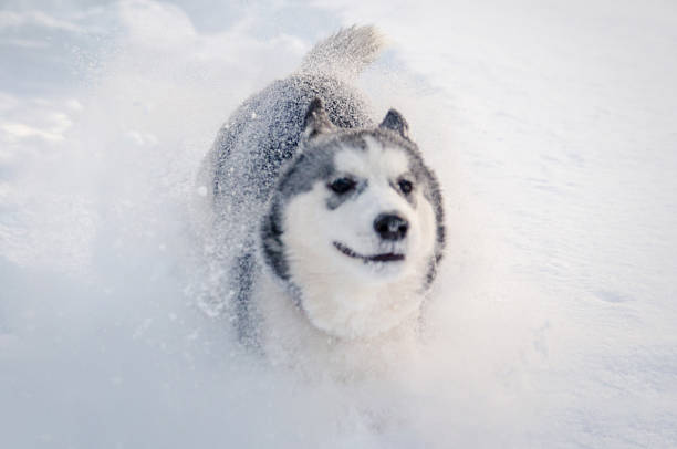 istock Energetic husky dashing through snowy landscape 2209322976