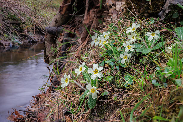 Wild primroses with delicate white and yellow flowers in bloom on a riverbank in early spring in the New Forest, Hampshire, England
