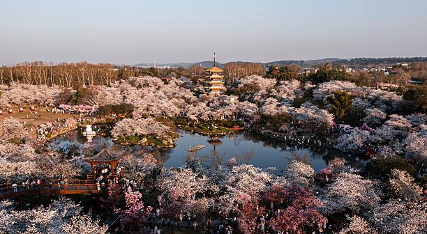 istock Cherry blossoms in a Chinese park with pagoda. 2209324078