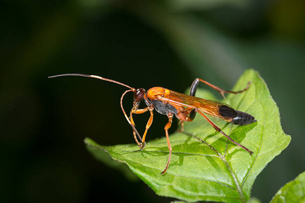 istock Closeup of Orange Ichneumonid wasp on a leaf 2209324432