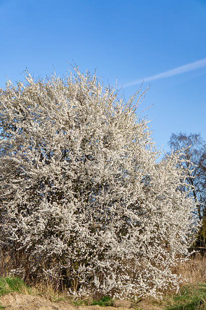 istock a tree in full bloom, covered with white flowers. the tree is against a blue, cloudless sky. spring is in full swing. 2209325191