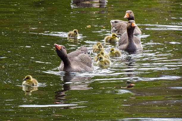 istock Newborn greylag goslings in a lake 2209325196