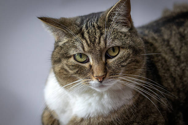 istock portrait of a tabby cat, close-up 2209325199