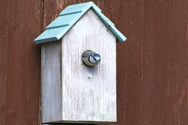 Eurasian Blue Tit (Cyanistes caeruleus) about to leave nesting box.