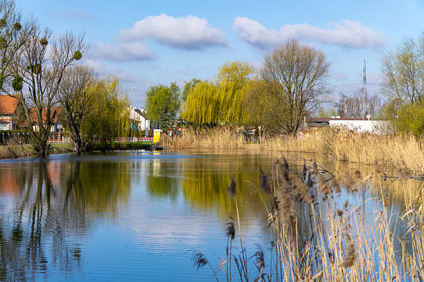 istock Tranquil spring landscape with pond, reeds and flowering trees under a blue sky with wispy clouds in a quiet rural setting 2209325557