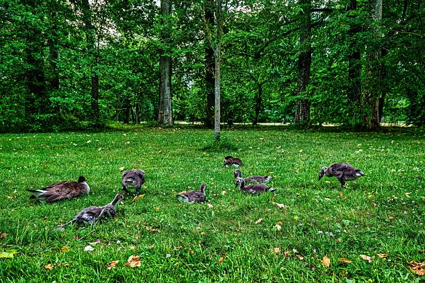 Franconian gooses