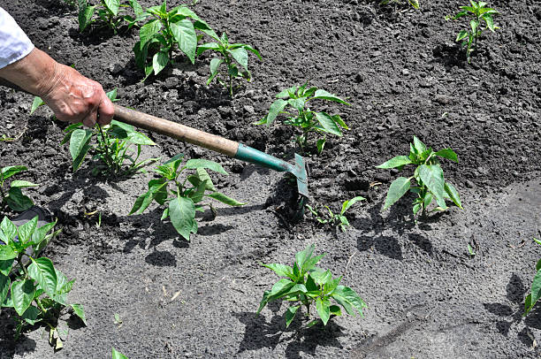 istock raking of pepper plantation 2209327325