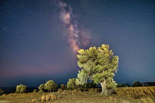 istock Milky Way over a solitary tree 2209327345