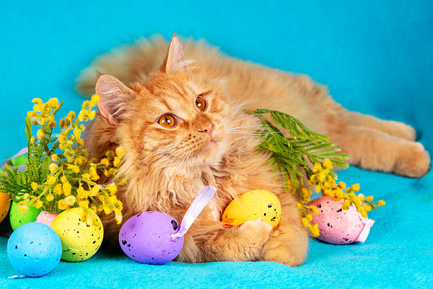 istock Cute red longhair cat lying on a blue background with colorful easter eggs. Easter composition 2209327933