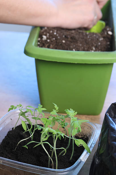 istock A woman is working with seedling sprouts. Tomato seedlings in a plastic container. 2209328791