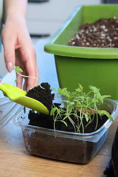 istock A woman is transplanting tomato seedlings into a plastic container. Close-up. 2209328822