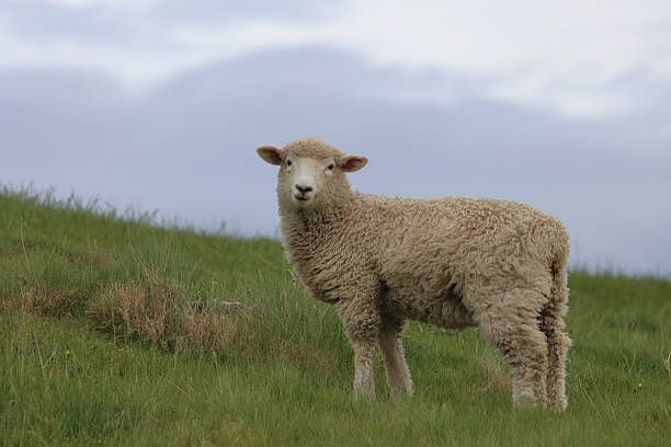 istock Romneyschaf / Romney sheep / Ovis 2209328930