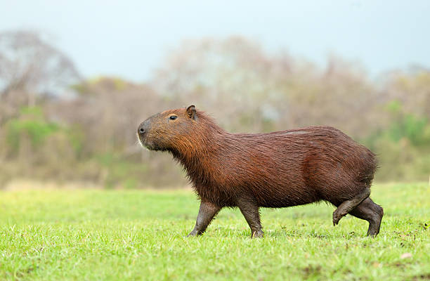 Portrait of a capybara walking on a green grass