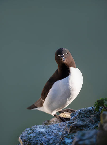 istock Portrait of a Razorbill perched on a sea cliff 2209329282
