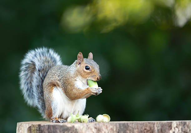 istock Grey squirrel eating green acorn on a tree stump in autumn 2209329286