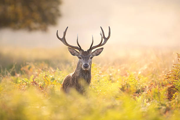 junger rothirsch, der an einem nebligen herbstmorgen in farnen steht - rothirsch stock-fotos und bilder