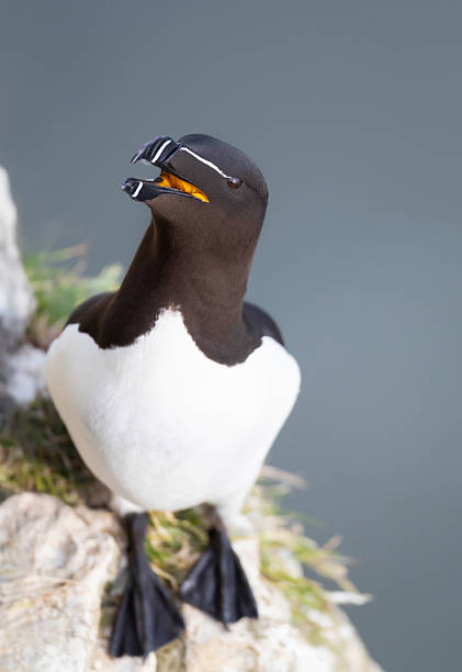 Portrait of a Razorbill perched on a sea cliff