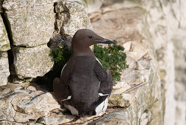 istock Portrait of a Common guillemot nesting on a sea cliff 2209329409