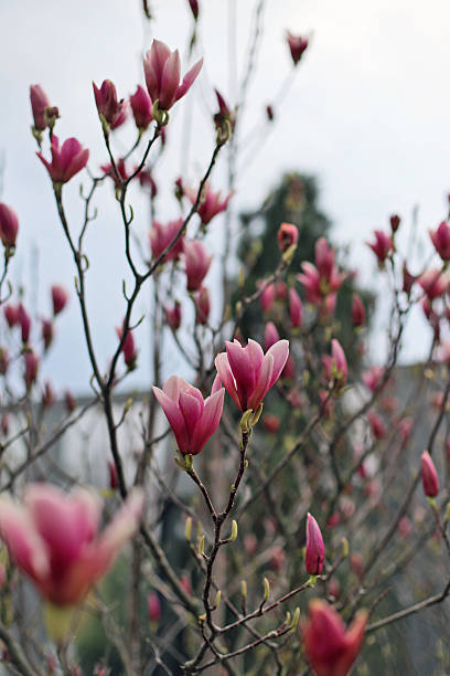 istock many pink magnolia flowers on tree 2209330548