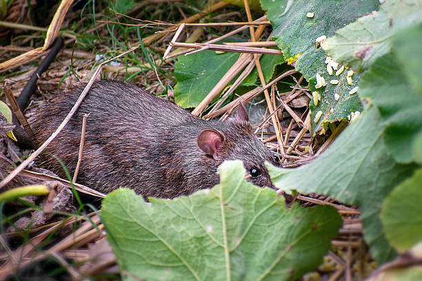 The image depicts a brown rat (Rattus norvegicus) partially concealed by green leaves in a natural setting. It has coarse brownish-gray fur, small ears, black eyes, and long whiskers, and it is foraging near a leaf with scattered grains.