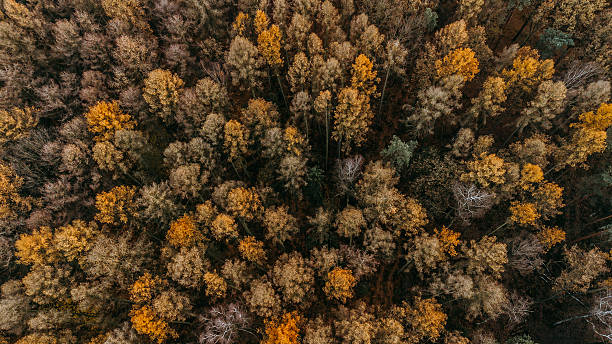 istock golden forest from a drone, golden Polish autumn, trees from a drone, forest with trees from a drone, shots of the forest from above, aerial shot of a tree, golden forest in the Polish countryside 2209332509