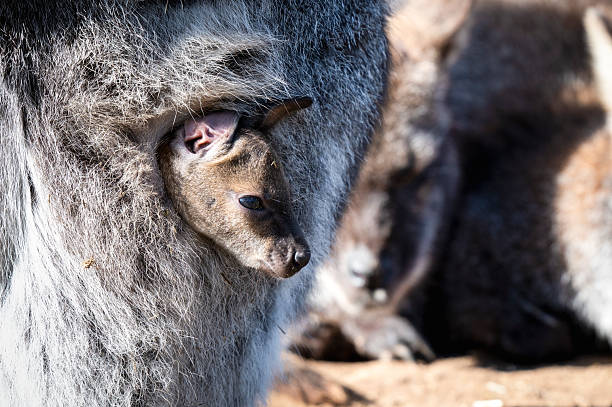 istock Joey Wallaby Looking out from its Mothers Pouch 2209333089