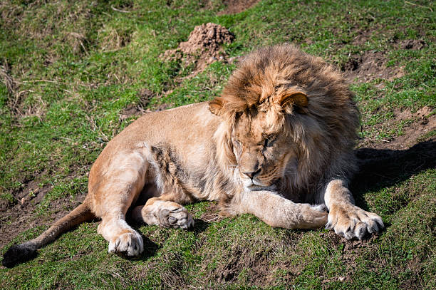 istock Young Male Lion Resting on Grass 2209333629