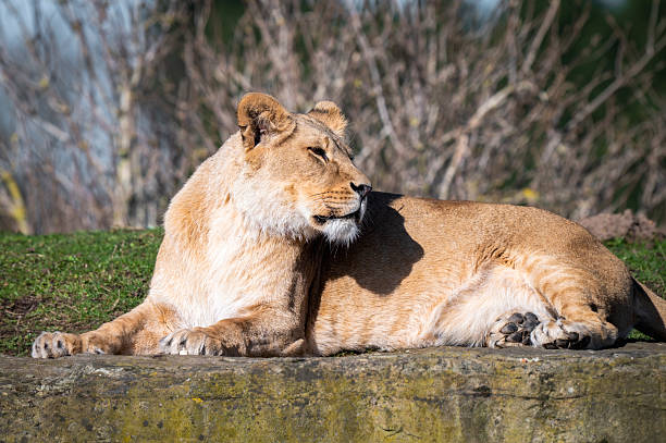 Young Female Lion Resting on the Groung