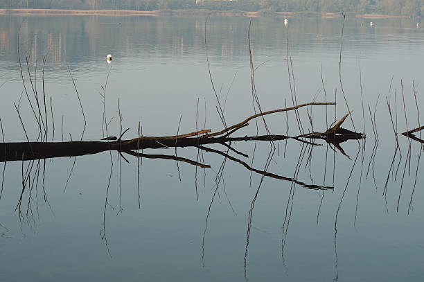 a group of aquatic turtles bask on a partially submerged log in a tranquil north Georgia lake.