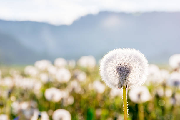 dandelion flower among the grass in morning light. picturesque natural environment. fluffy seed plant in spring. weed field closeup in mountain landscape