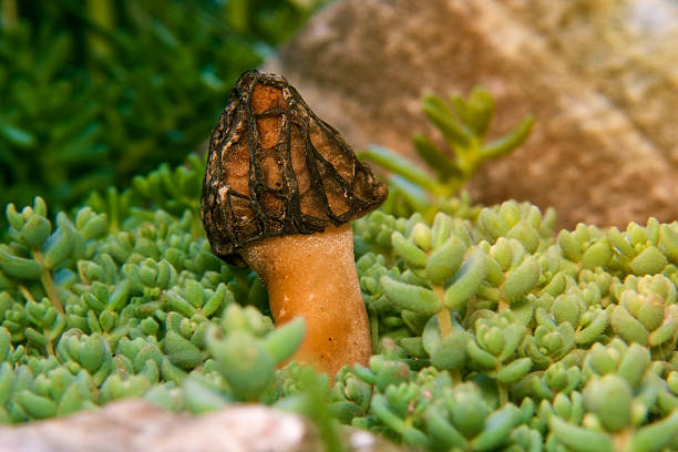 Freshly picked morel mushrooms cleaned and placed on a white background
