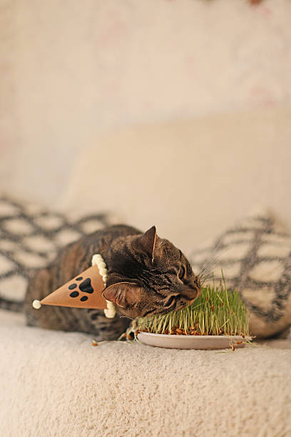 istock cat in cap eating grass on sofa. pet birthday 2209341521
