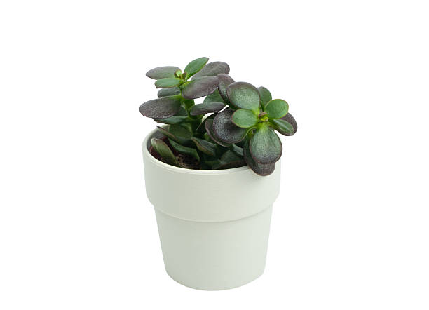 istock Isolated small crassula ovata in white pot. 2209341926