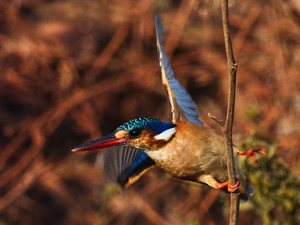 istock King fishers the Gambia 2209343621