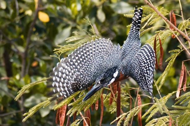 South African Giant Kingfisher
