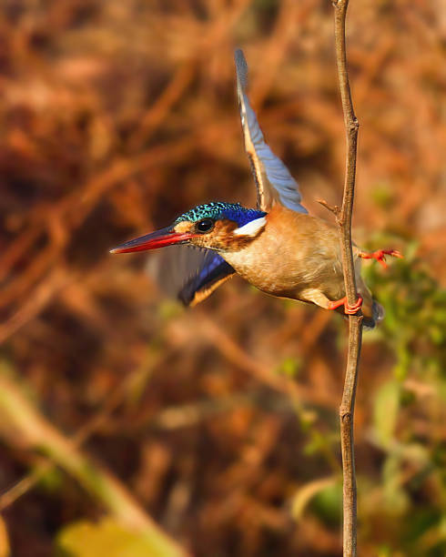 istock King fishers the Gambia 2209343697