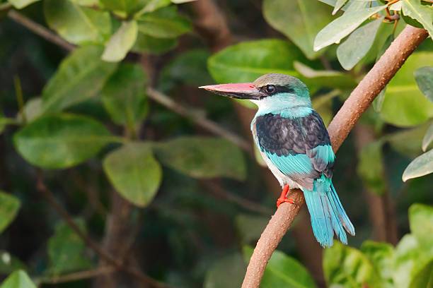 istock King fishers the Gambia 2209343700