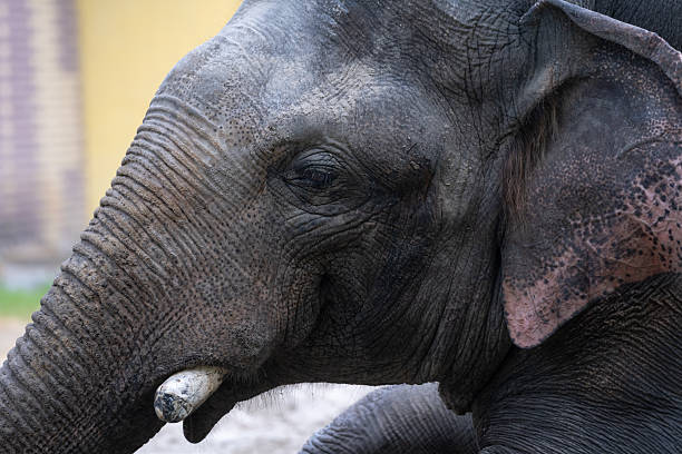 Elephant resting peacefully in a calm environment during the afternoon