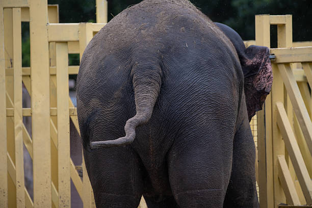 istock Elephant at the enclosure with a focus on its rear view during a sunny afternoon 2209344786