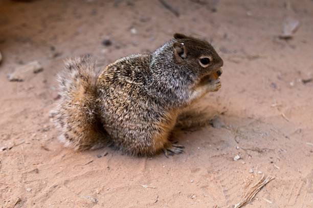 A squirrel eats an acorn at Zion National Park