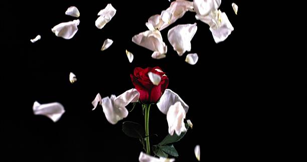 istock white rose petals fall on a lonely standing red rose on a black background 2209345885